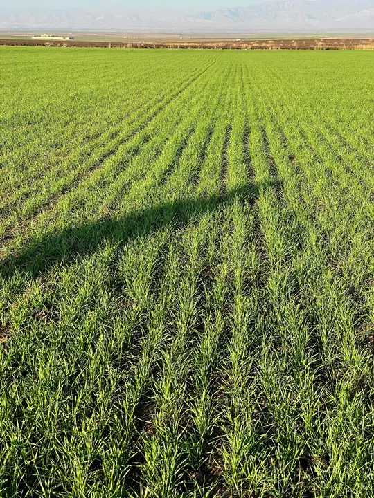 حقولنا – AGROVA