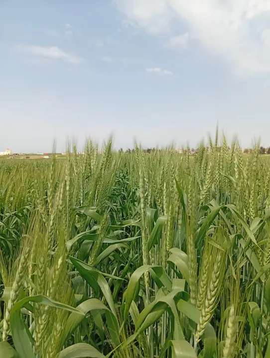 حقولنا – AGROVA