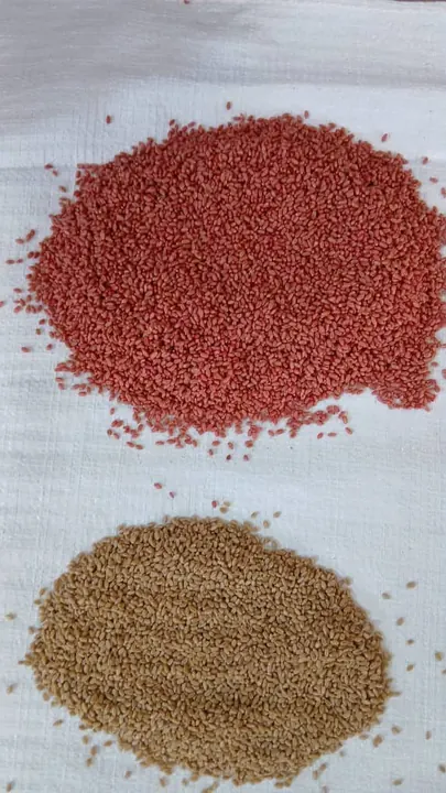 البذور والمعالجة – AGROVA